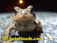 /home//u458753944/public_html/sourcegallery///////Roxborough Toad Detour/2022/2022-03-17/P3170871.JPG